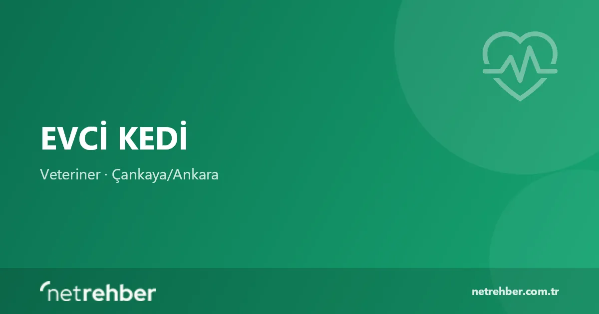 Evci Kedi kapak görseli